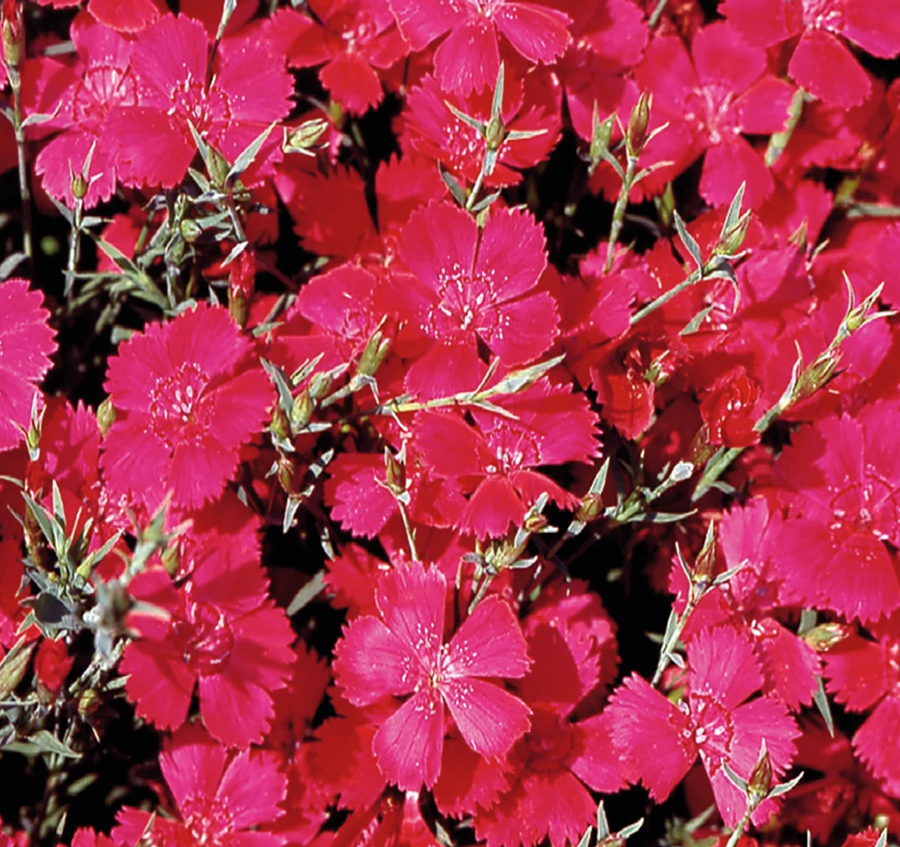 Healthy Dianthus plants in bloom, perfect for indoor hydroponic gardens, showcasing lush red and pink fringed flowers