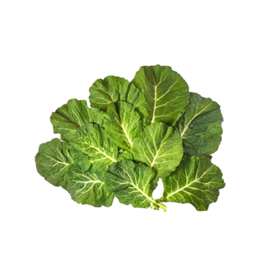 Healthy Champion Collard Greens plant in a hydroponic indoor garden, perfect for compact vertical growing spaces