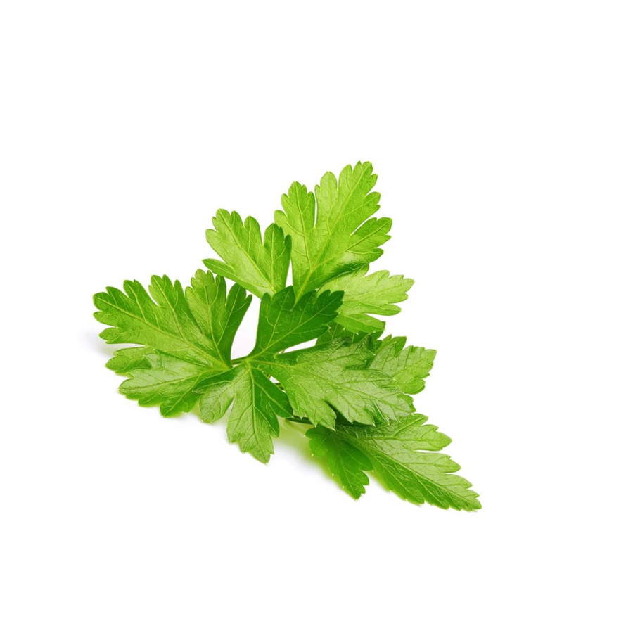 Lush green cilantro plant, perfect for hydroponic indoor gardens
