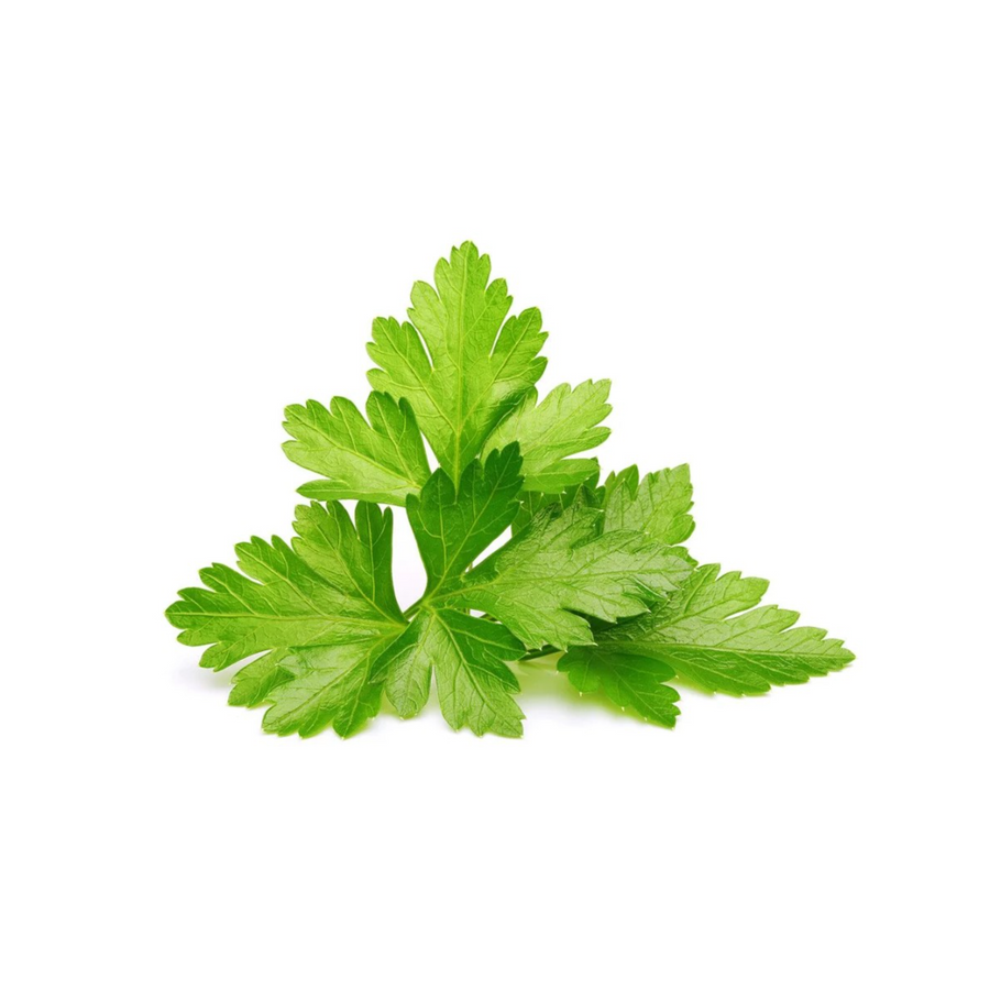Lush green cilantro plant, perfect for hydroponic indoor gardens