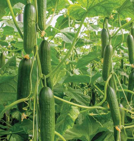 Fresh Baby Cucumbers plant grown indoors with hydroponic seeds by Just Vertical.
