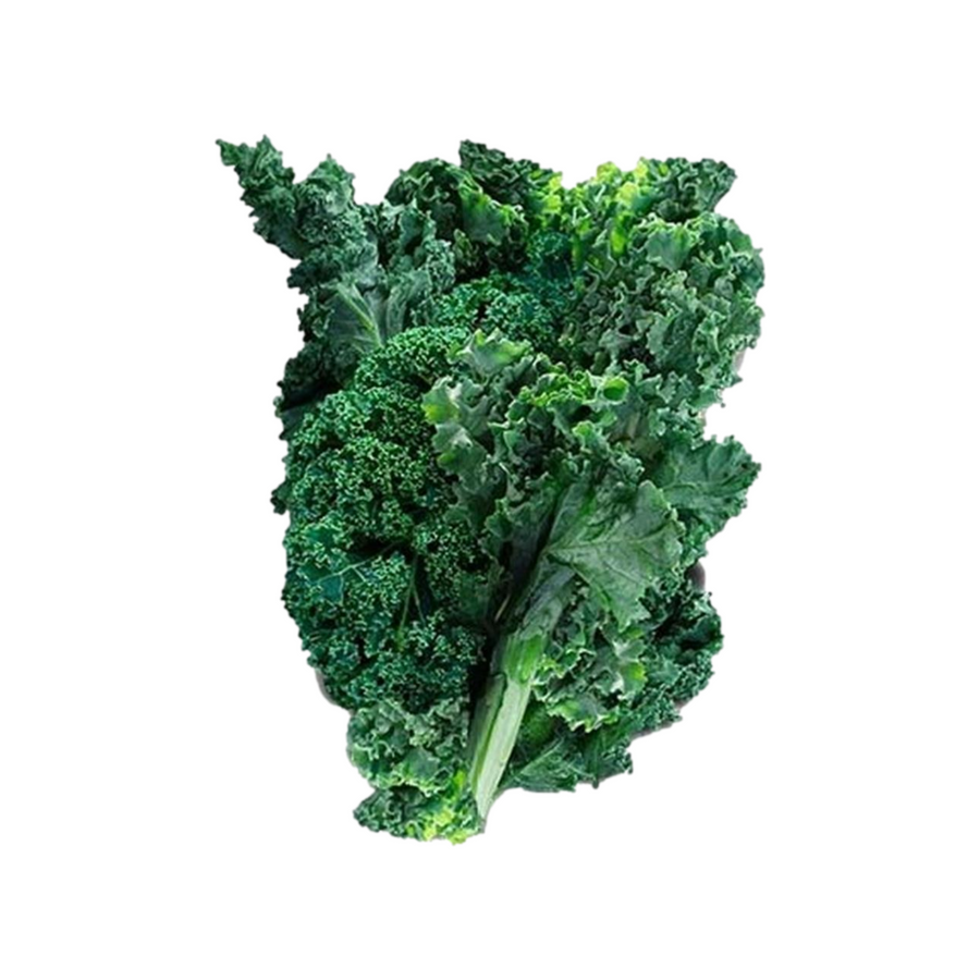 Lush Curled Scotch Kale, hydroponic seeds for indoor gardens, easy to grow with high yield.