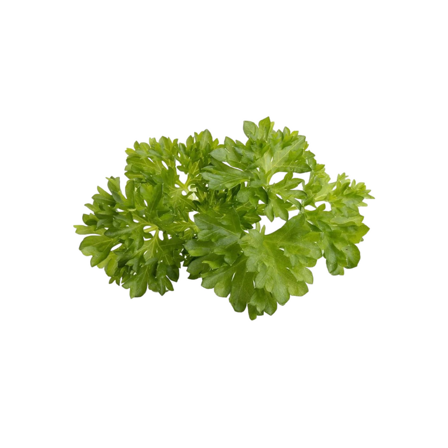 Curly Parsley plant flourishing in a hydroponic indoor garden, perfect for urban growers.