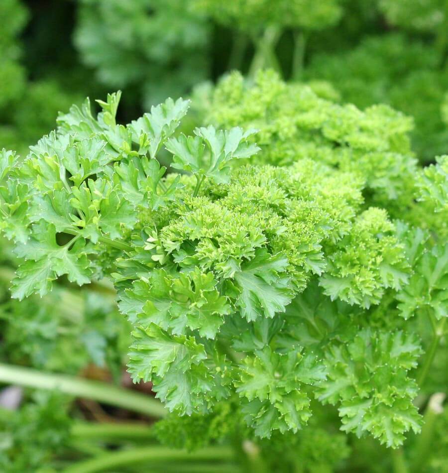 Curly Parsley plant flourishing in a hydroponic indoor garden, perfect for urban growers.