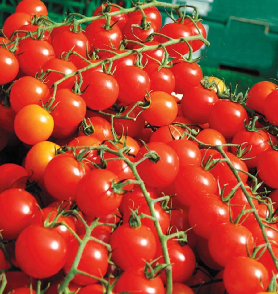 Cherry tomato plant full of ripe tomatoes, perfect for hydroponic indoor gardens and small spaces.