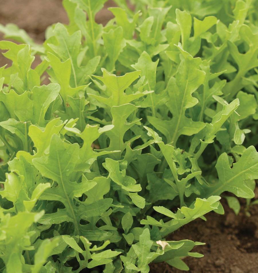Astro Arugula plant grown from hydroponic seeds, perfect for indoor gardens and small spaces.