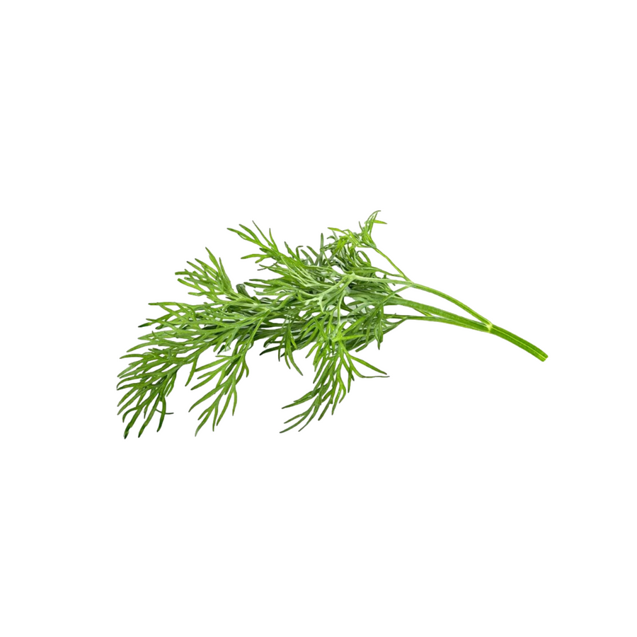 Lush green Dill plant thriving in a hydroponic indoor garden, ideal for compact spaces.