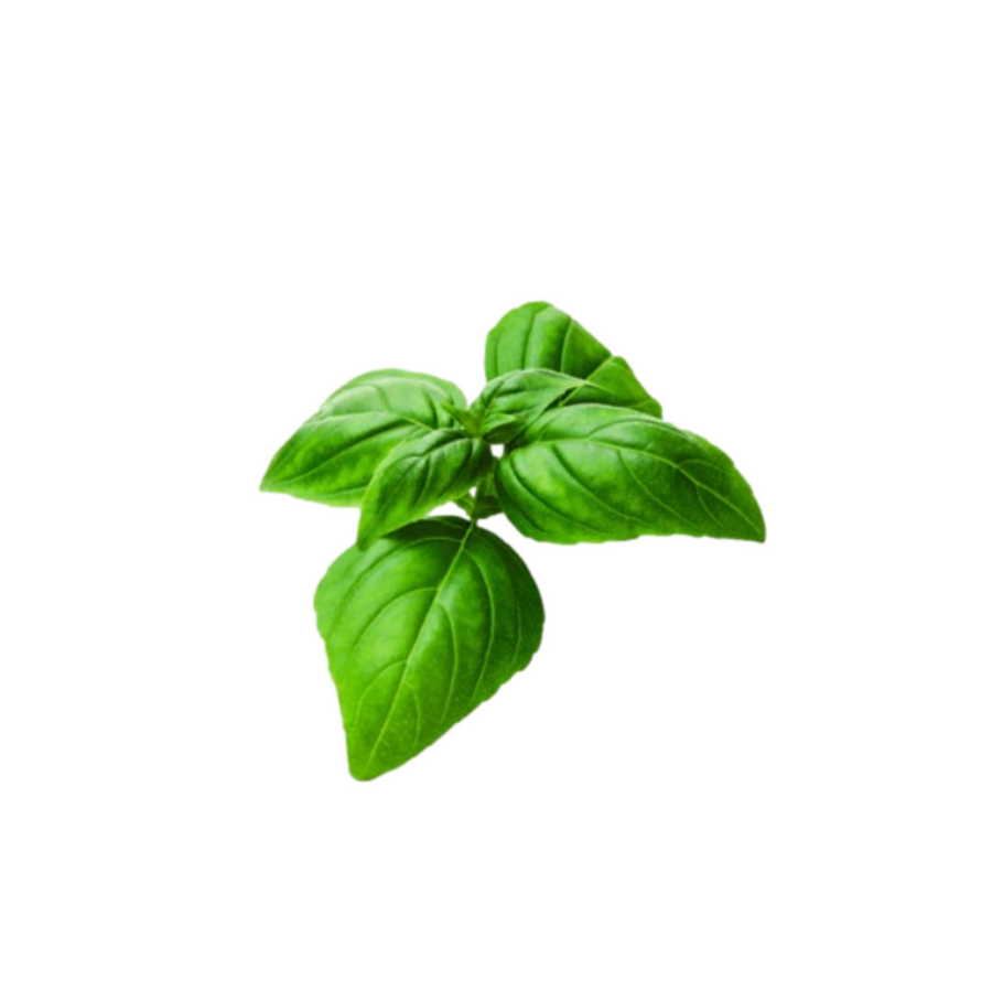 Lush Hydroponic Basil plant, perfect for indoor gardens, grown from high-quality hydroponic seeds by Just Vertical for home growers.  