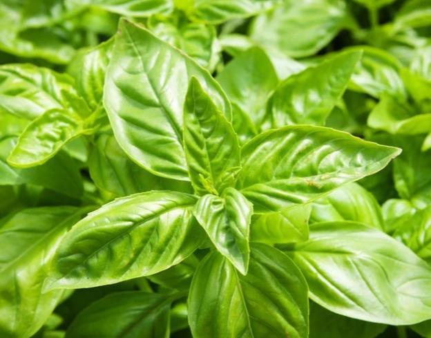 Lush Hydroponic Basil plant, perfect for indoor gardens, grown from high-quality hydroponic seeds by Just Vertical for home growers.