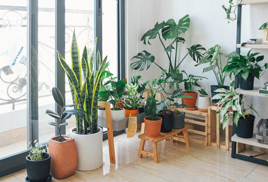 The Role of Plants in Interior Design