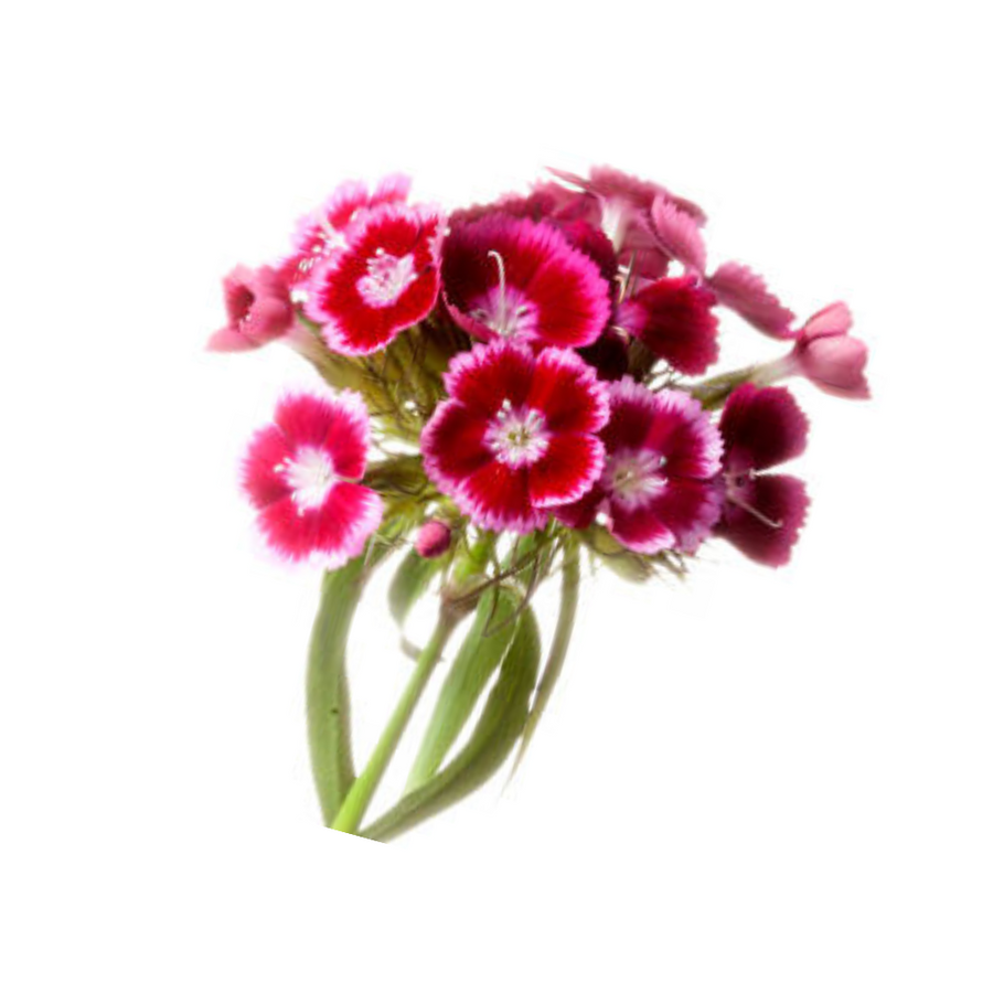 Sweet William Mixed Colours 4-Pack