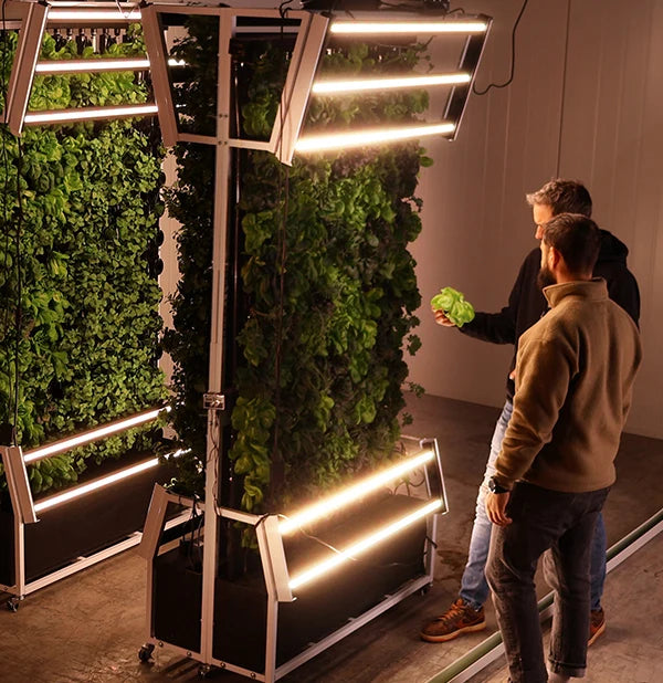 Just Vertical indoor farming system with fresh lettuce growing in commercial kitchen