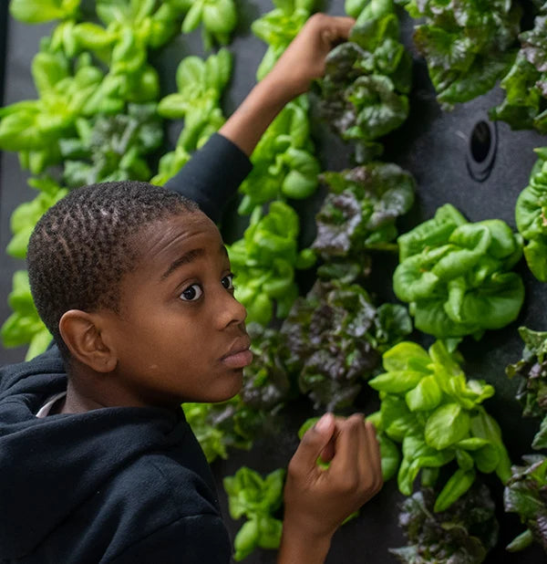Custom vertical farm installation in restaurant kitchen with LED grow lights