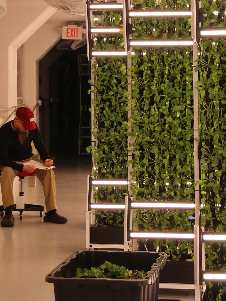 Fresh microgreens and leafy greens grown in vertical farming tower