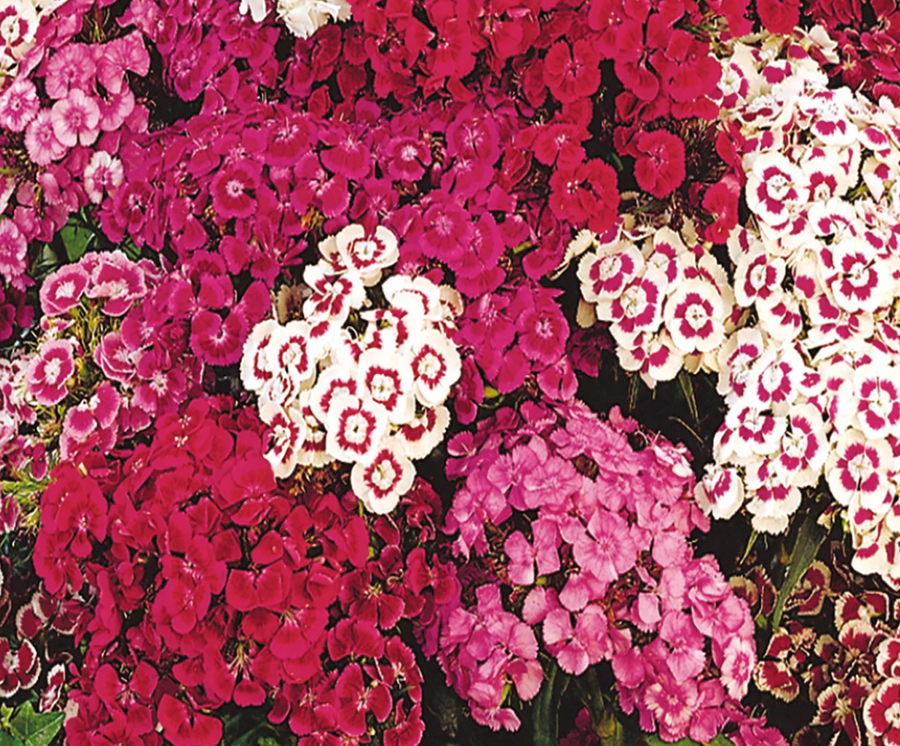 Sweet William Mixed Colours 4-Pack