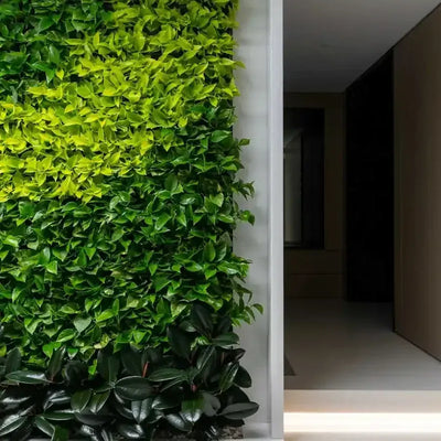 Tropical Wall