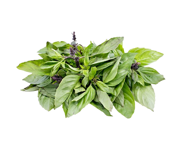 Sweet thai basil growing voraciously after growing in an indoor Just Vertical garden.