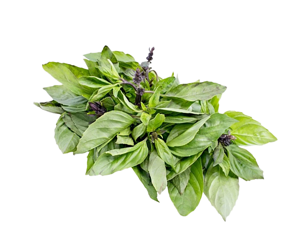 Sweet thai basil growing voraciously after growing in an indoor Just Vertical garden.