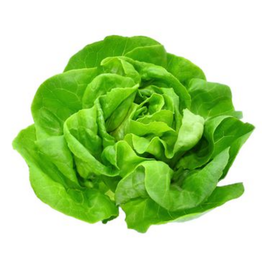 Green Butter Lettuce 4-Pack - Holiday Sale Special