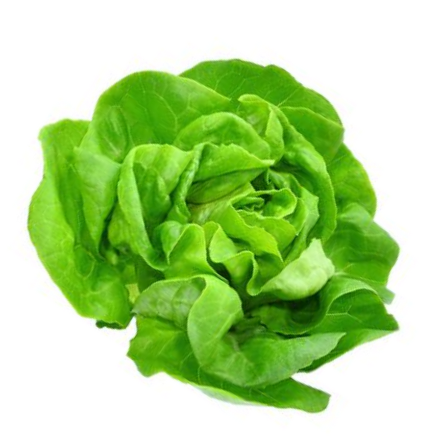 Green Butter Lettuce - Mother's Day Special