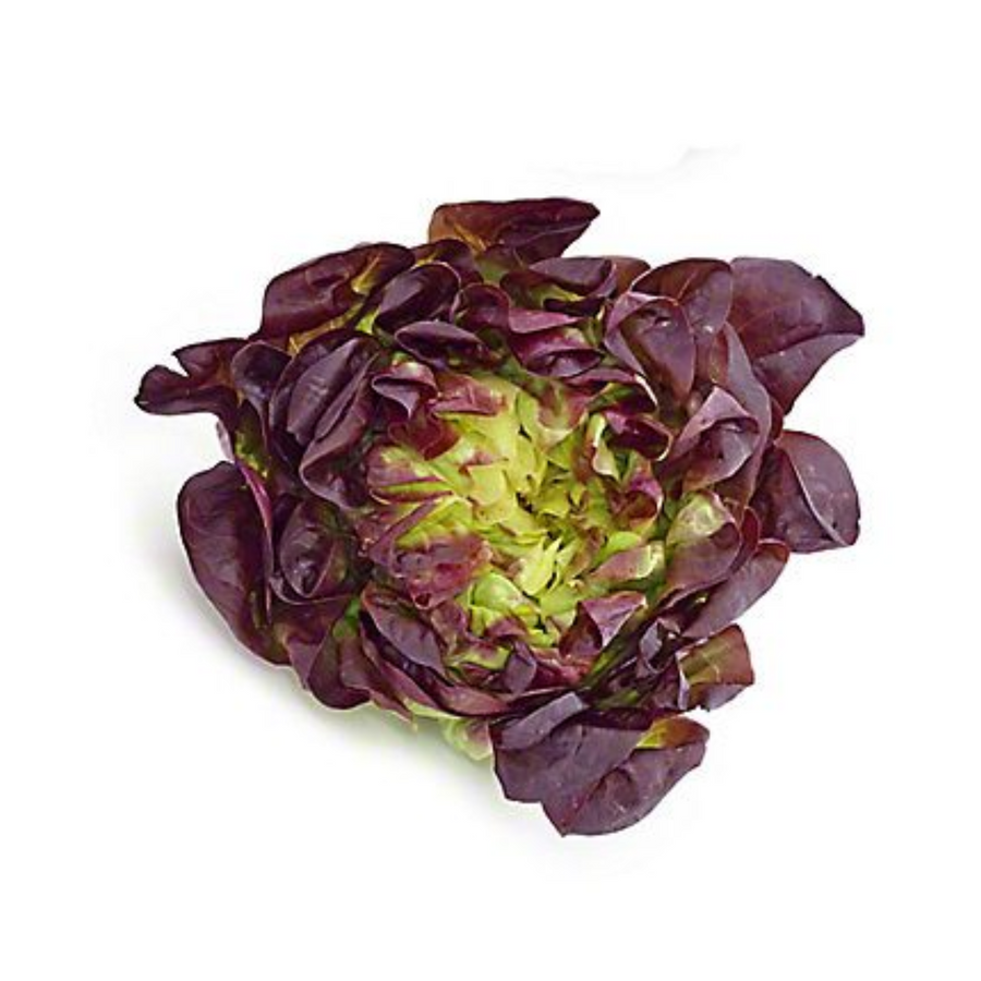 Red Butter Lettuce - Mother's Day Special