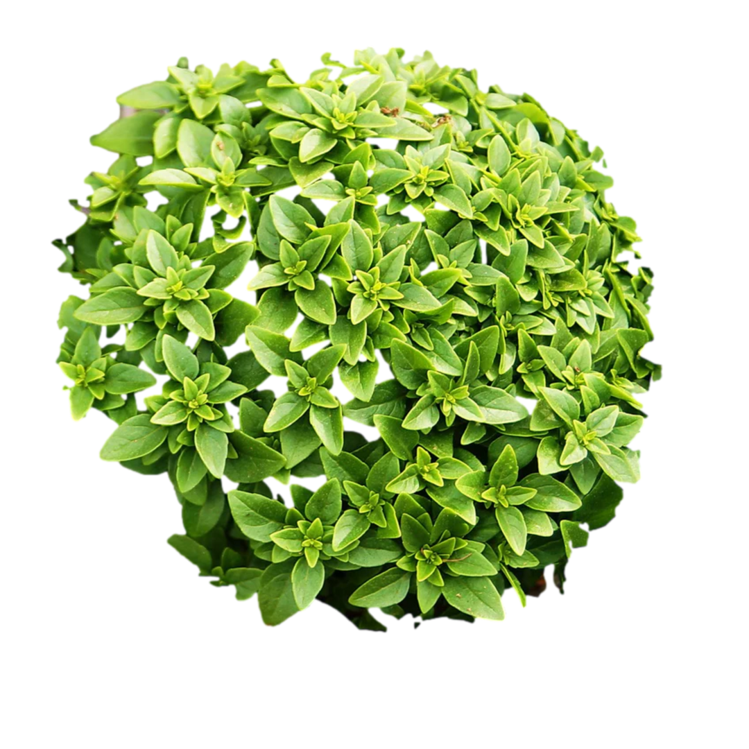 Basil Seeds - Fresh Aromatic Herb Seeds