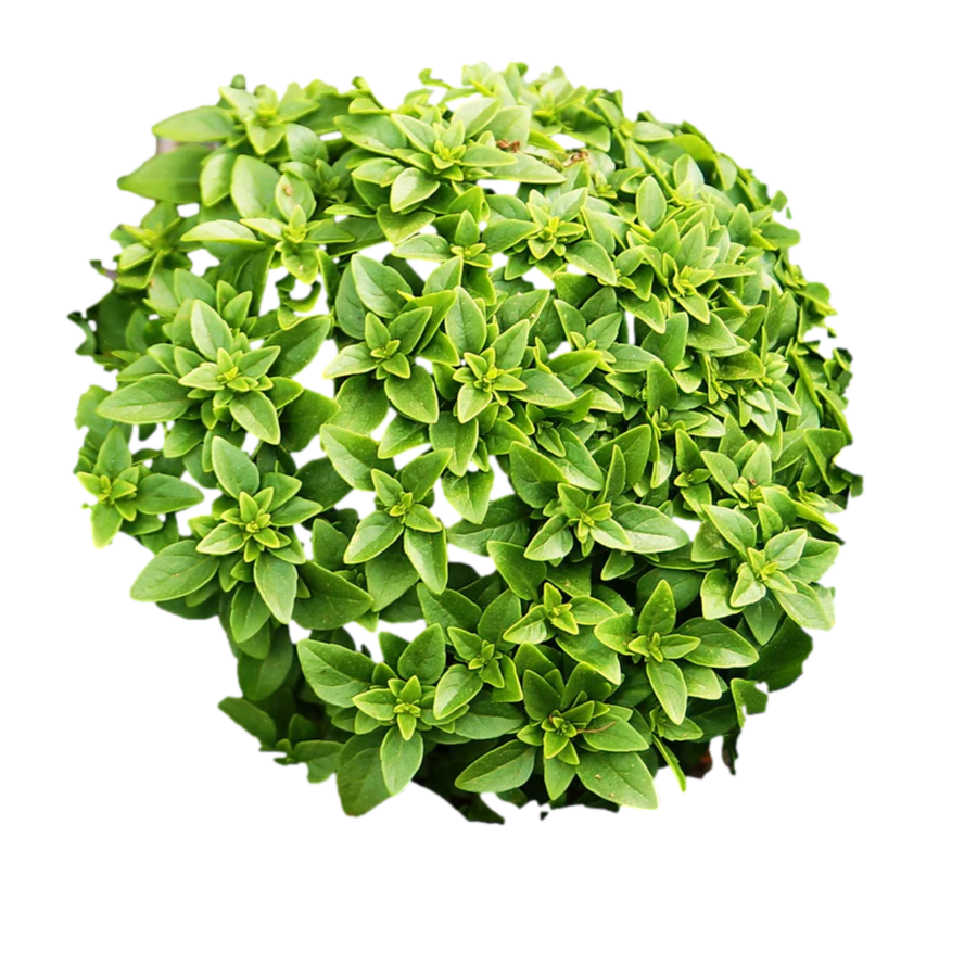 Spicy Bush Basil