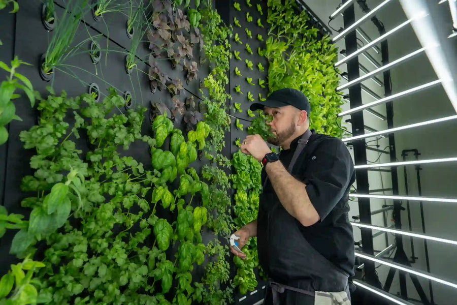 Multiple varieties of lettuce growing in stacked vertical farm racks