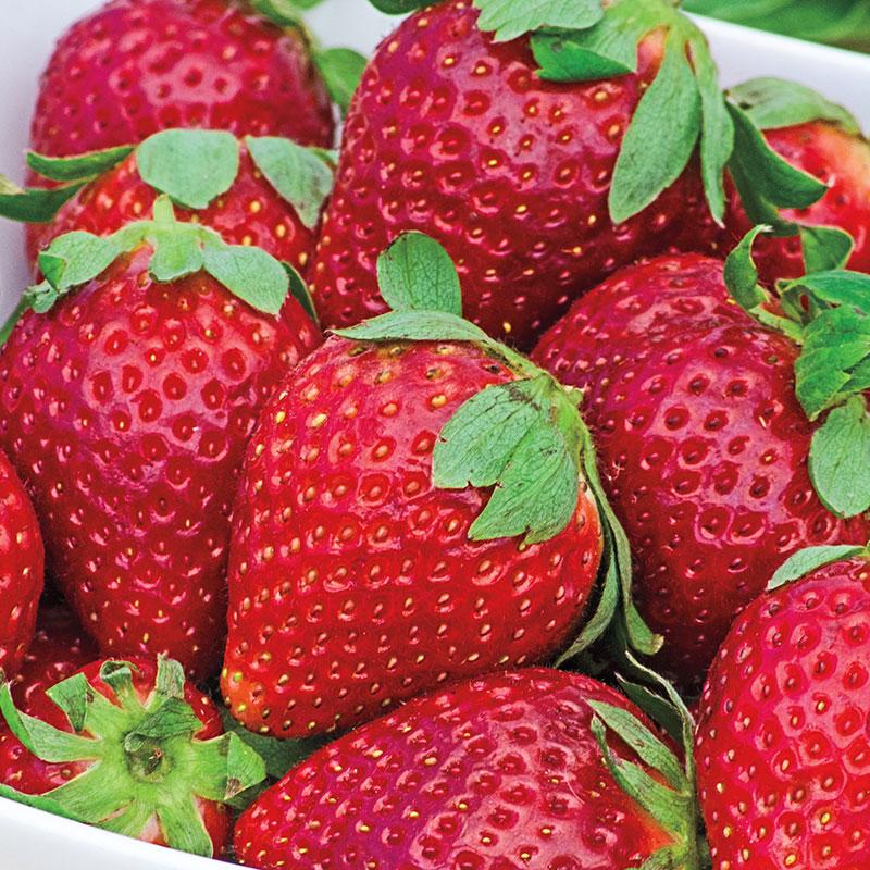Fresca Strawberries Just Vertical 