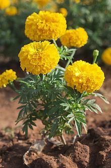 French Marigold Just Vertical 