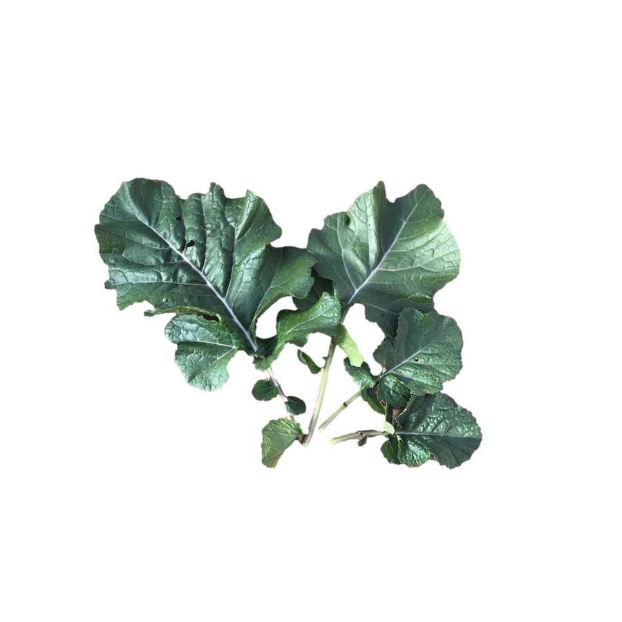 Ethiopian Kale 4-Pack