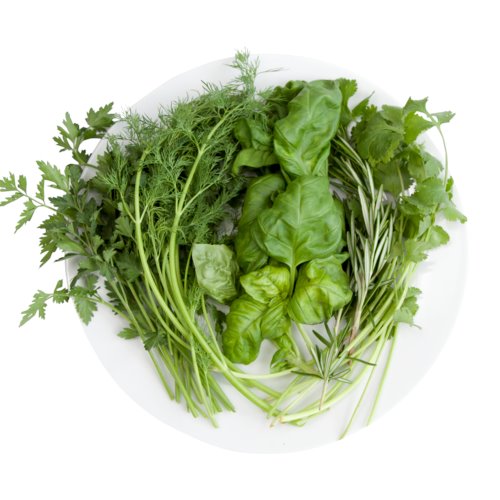 "Fresh, lush indoor herbs from the Herblicious Chef Seed Bundle, ideal for hydroponic gardens. "