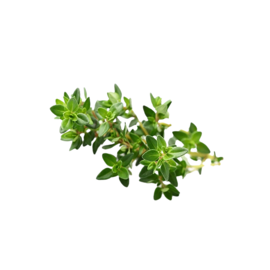 Thyme 4-Pack
