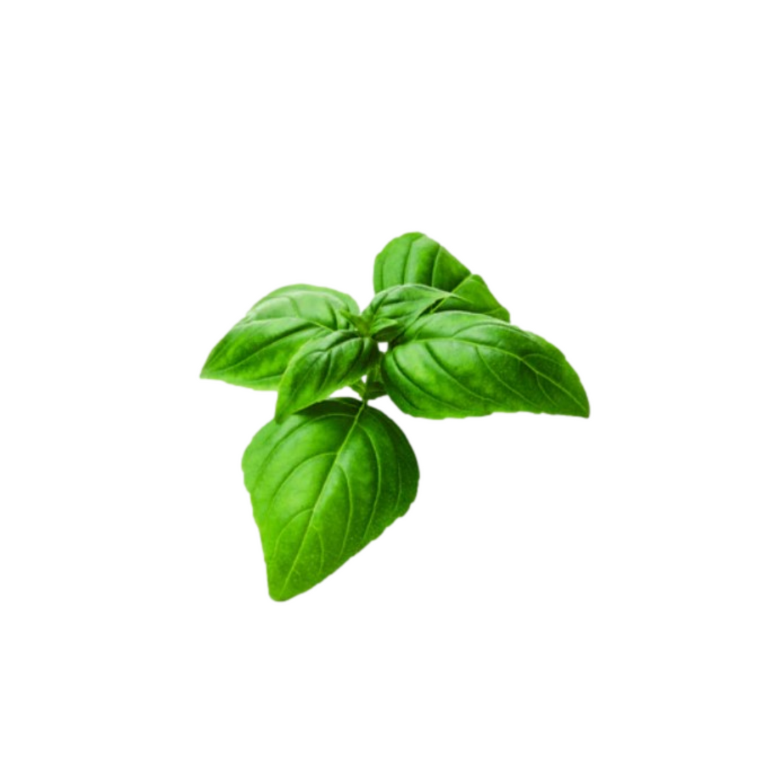 Basil Seeds Fresh Aromatic Herb Seeds Just Vertical