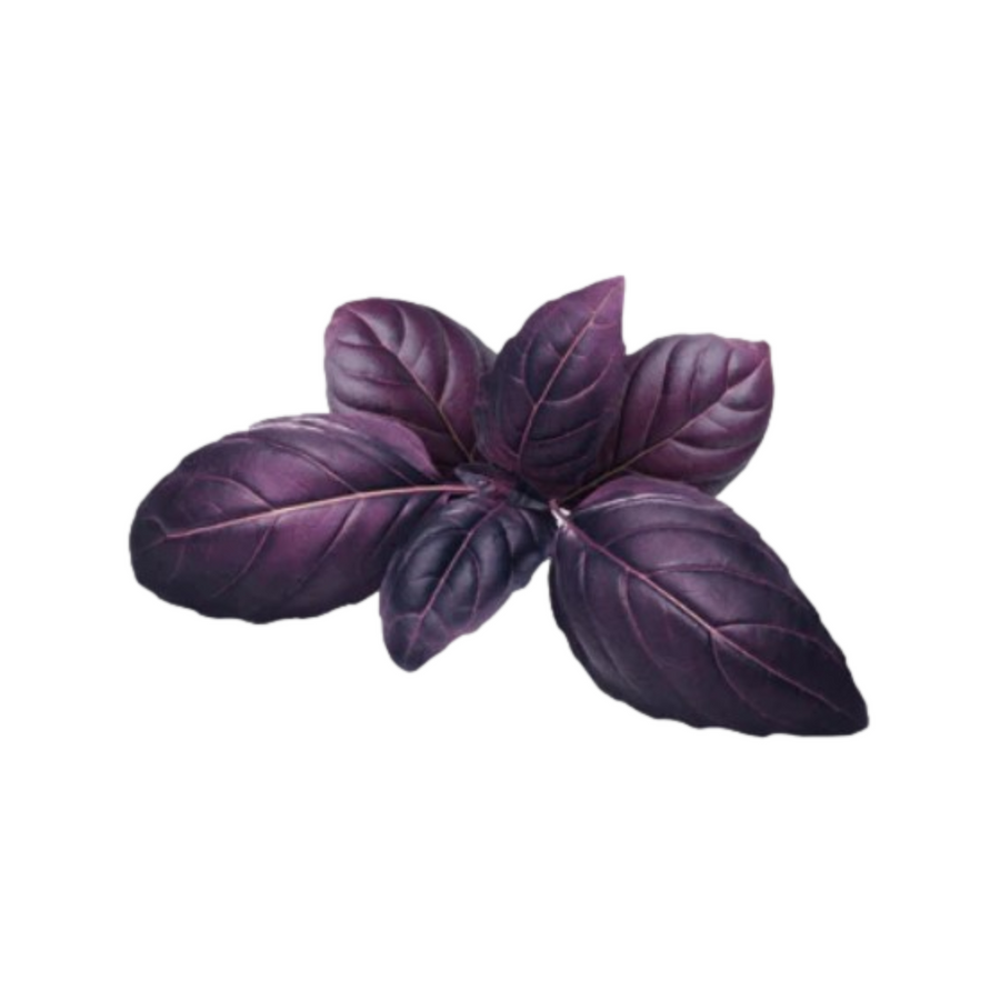 Purple Basil 4-Pack