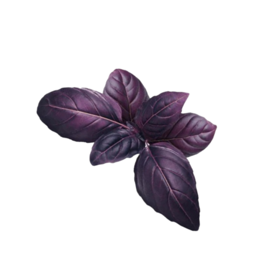 Purple Basil 4-Pack