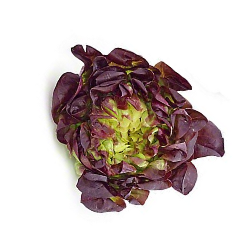 Red Butter Lettuce