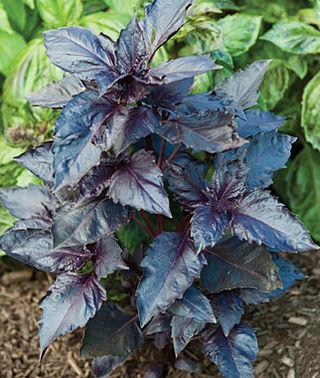 Purple Ruffles Basil Just Vertical 